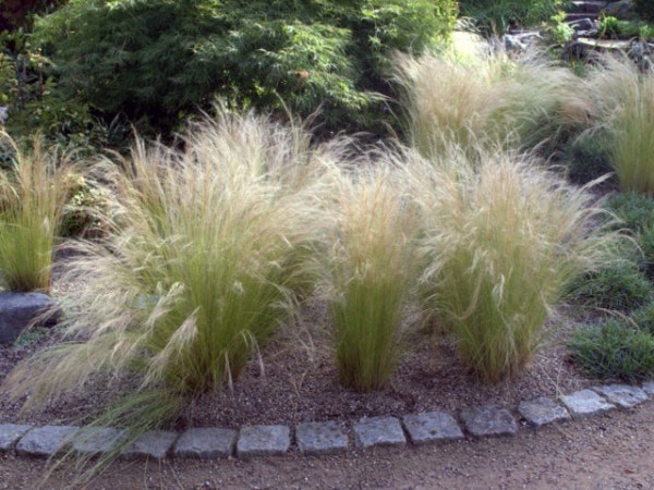 Federgras Stipa tenuissima 'Pony Tails' 2