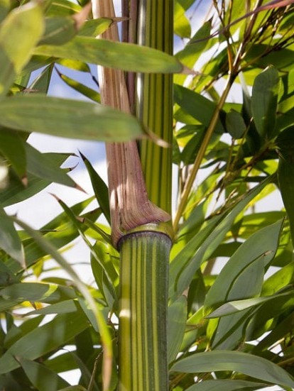 Phyllostachys aureosulcata 'Argus'