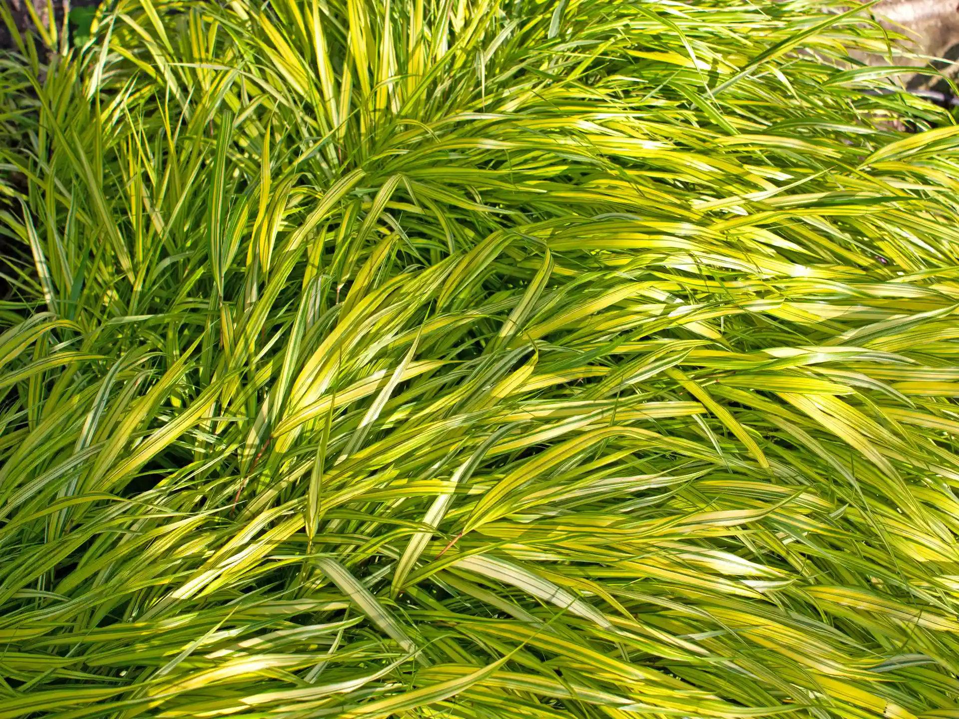 Detailaufnahme von dichten Laubstrukturen des Hakonechloa macra mit frischer gelbgrünen Blattfarbe.
