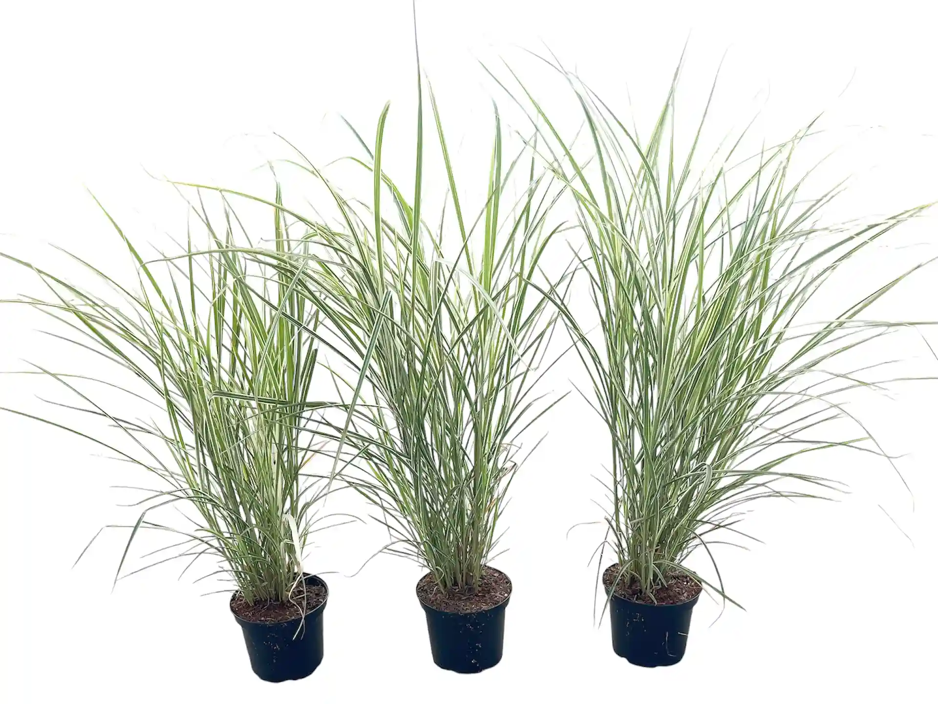 Drei Pflanzen Chinaschilf Miscanthus sinensis Variegatus im Topf – auffälliges Ziergras mit gelbgrün gestreiften Blättern, ideal für Gartenbeete.
