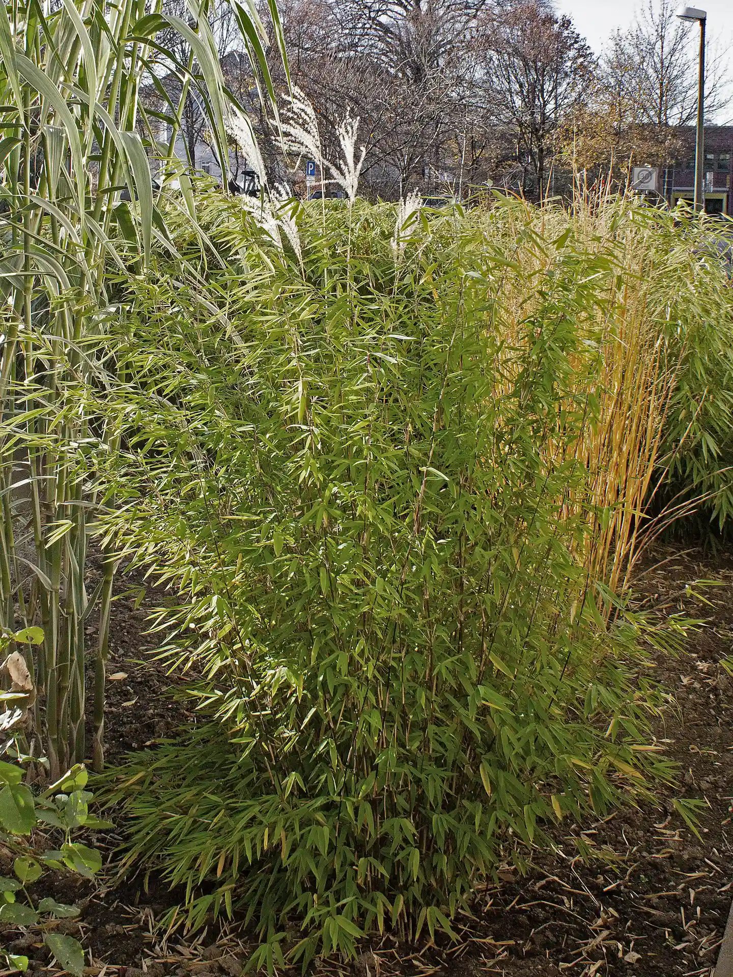 Schmal wachsende Fargesia Volcano Pflanze im Gartenbeet - ideal für kleine Flächen und moderne Gärten.
