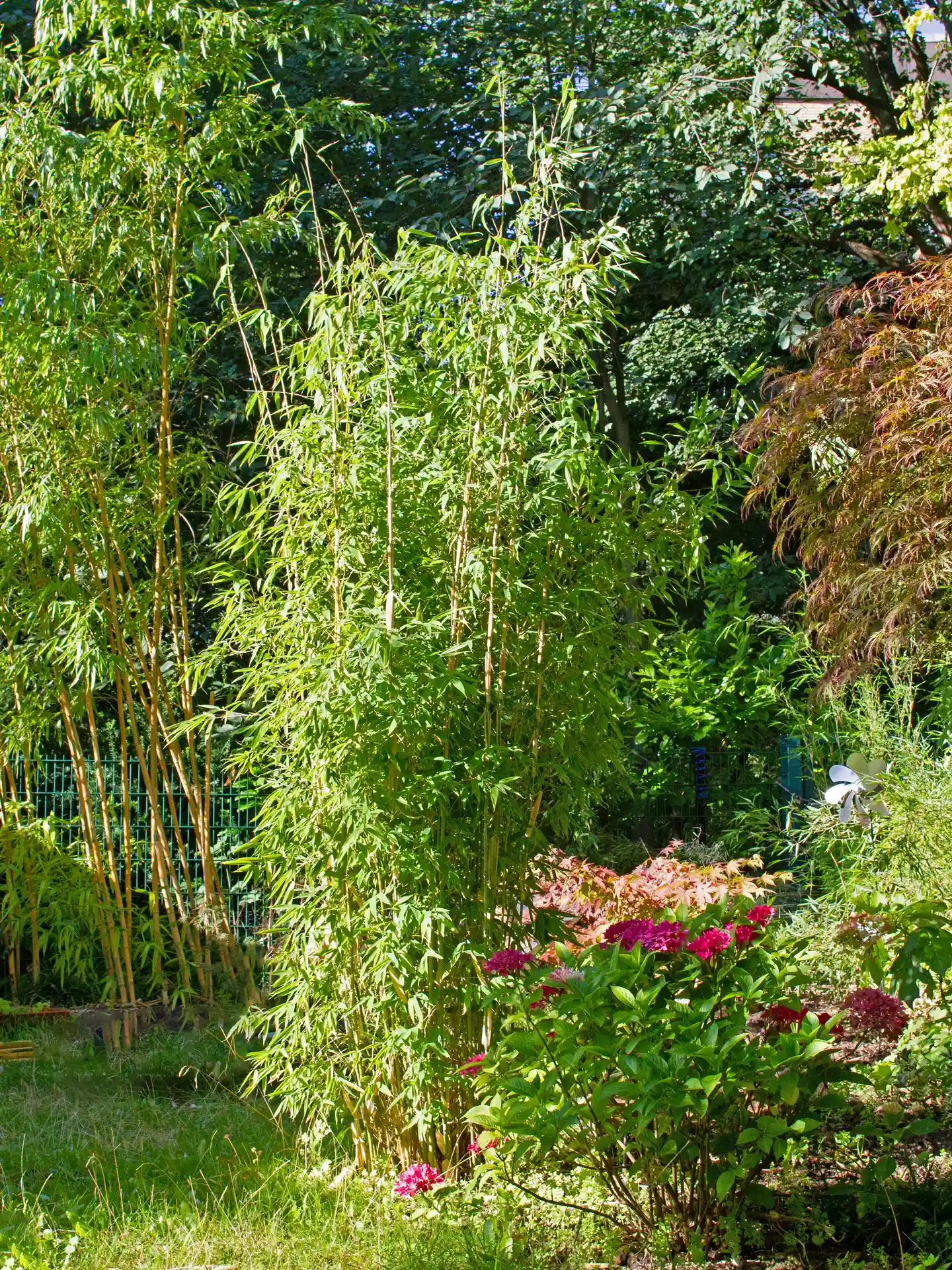 Bambus Fargesia 'Maasai' im Garten mit elegantem, leicht überhängenden Wuchs - dekorative Solitärpflanze für Beete und Rabatten.