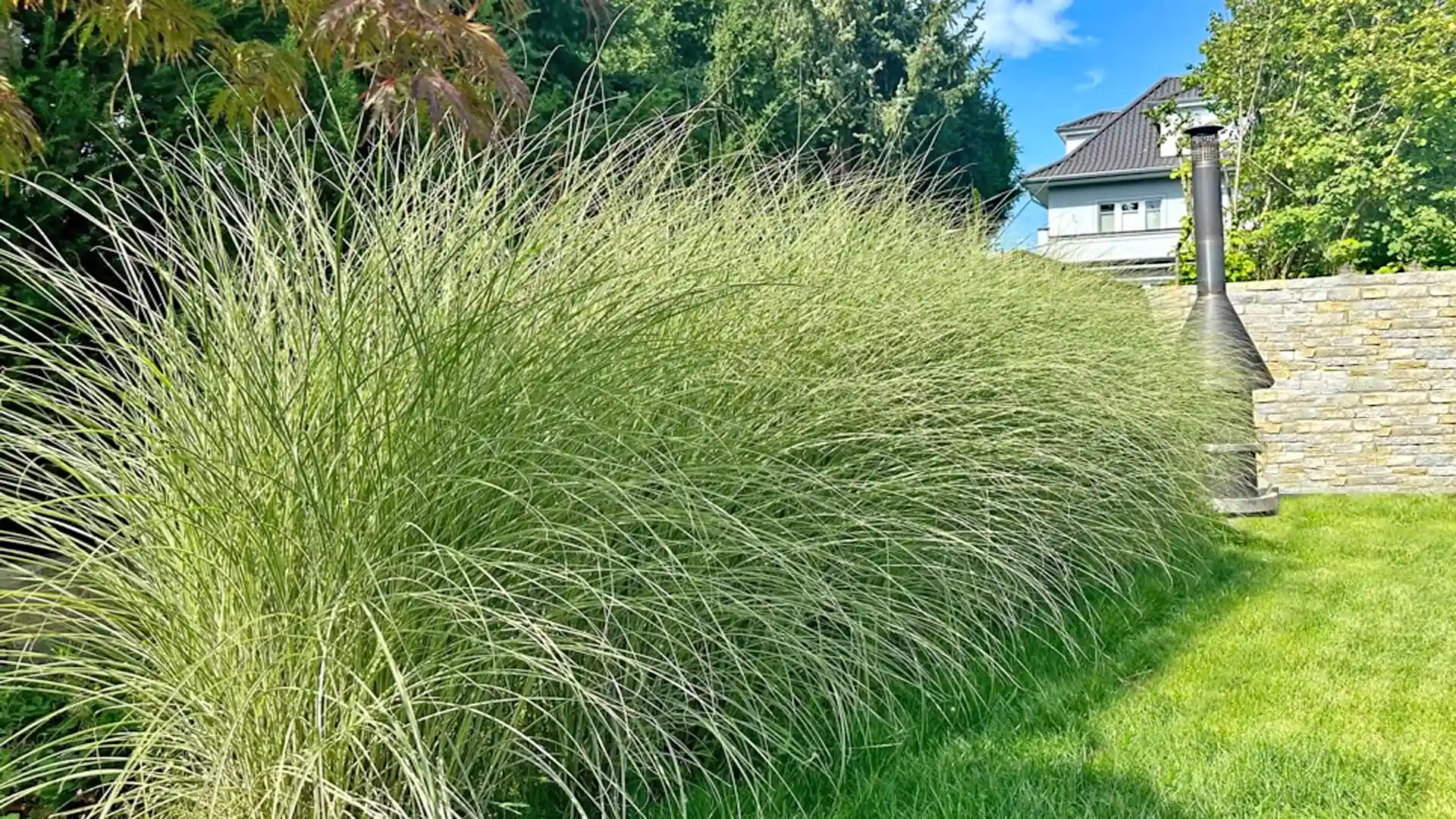 Chinaschilf-Miscanthus-sinensis-8