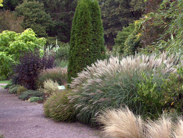 Chinaschilf Miscanthus sinensis 'Yakushima Dwarf'