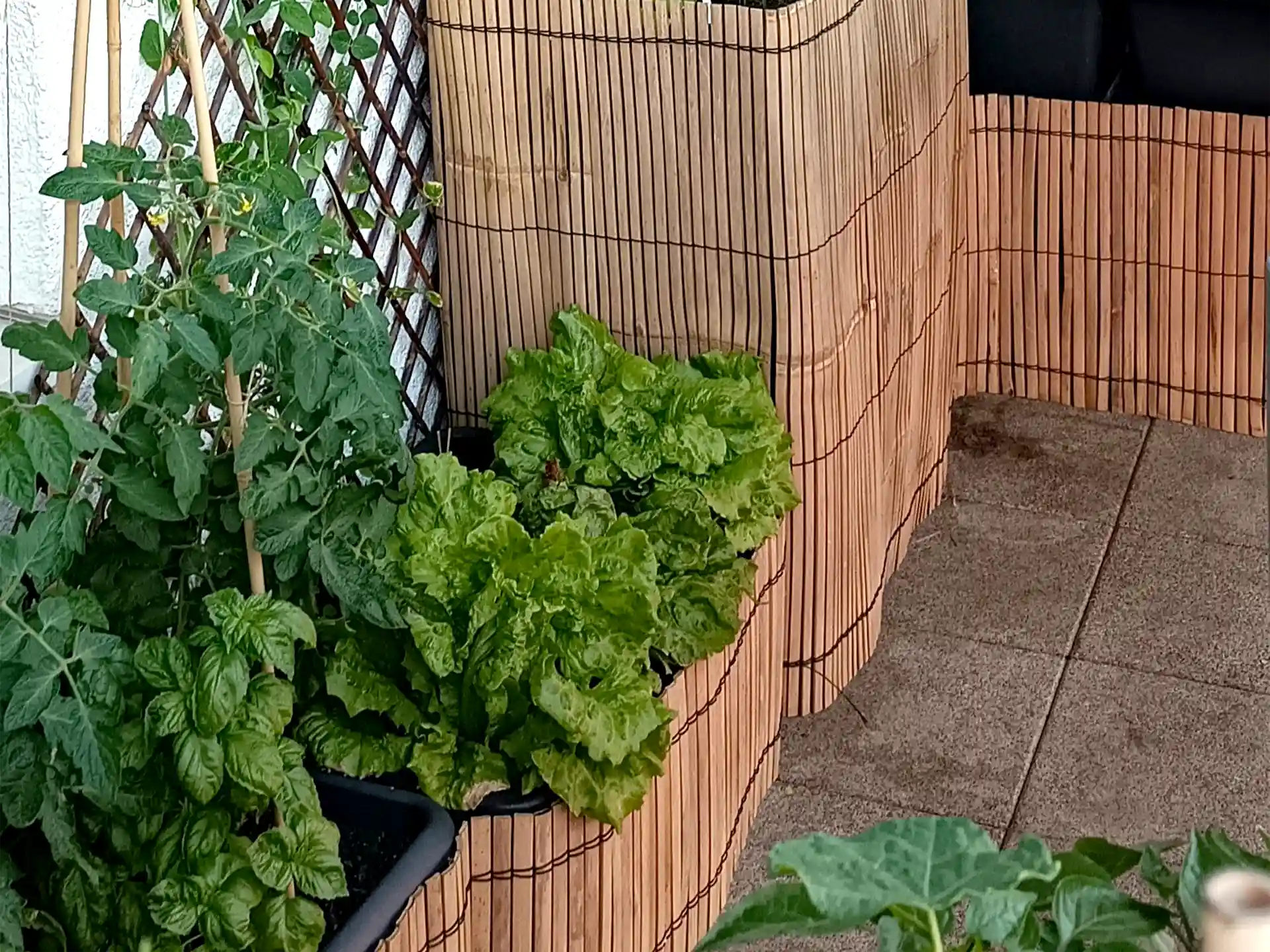 Bambusmatte als Sichtschutz vor Balkonkästen mit Gemüse- und Kräuterpflanzen.