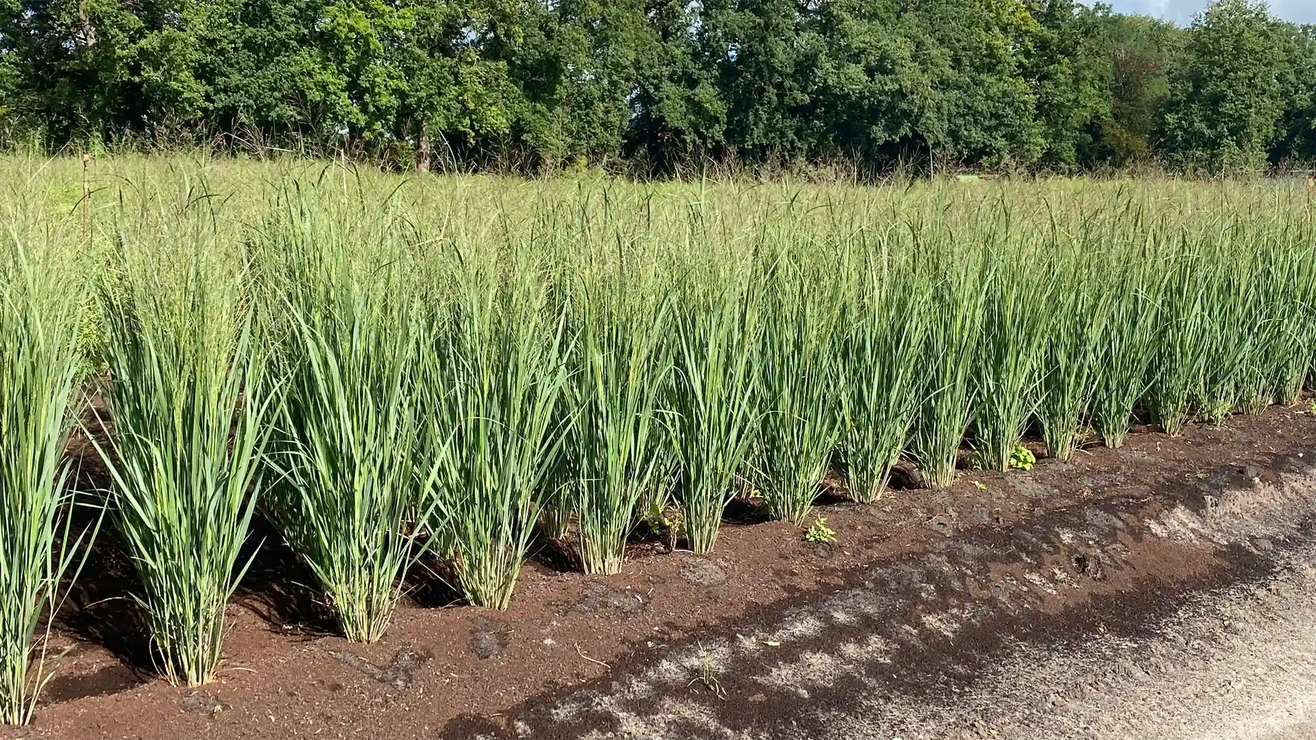 Reihe aufrecht wachsender Panicum virgatum 'Northwind' mit straff vertikalem Wuchs und blaugrünem Laub in Freilandkultur vor bewaldetem Hintergrund.