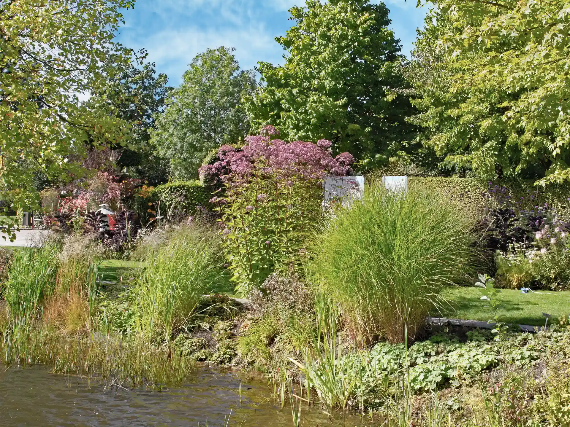 Chinaschilf 'Gracillimus' an Teichrand als dekorative Gartenbepflanzung.