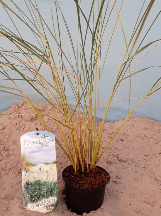 Strandhafer Ammophila arenaria 1