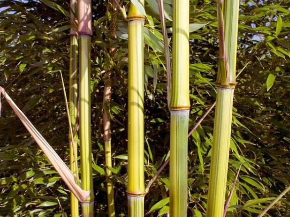 Phyllostachys aureosulcata 'Argus' 3
