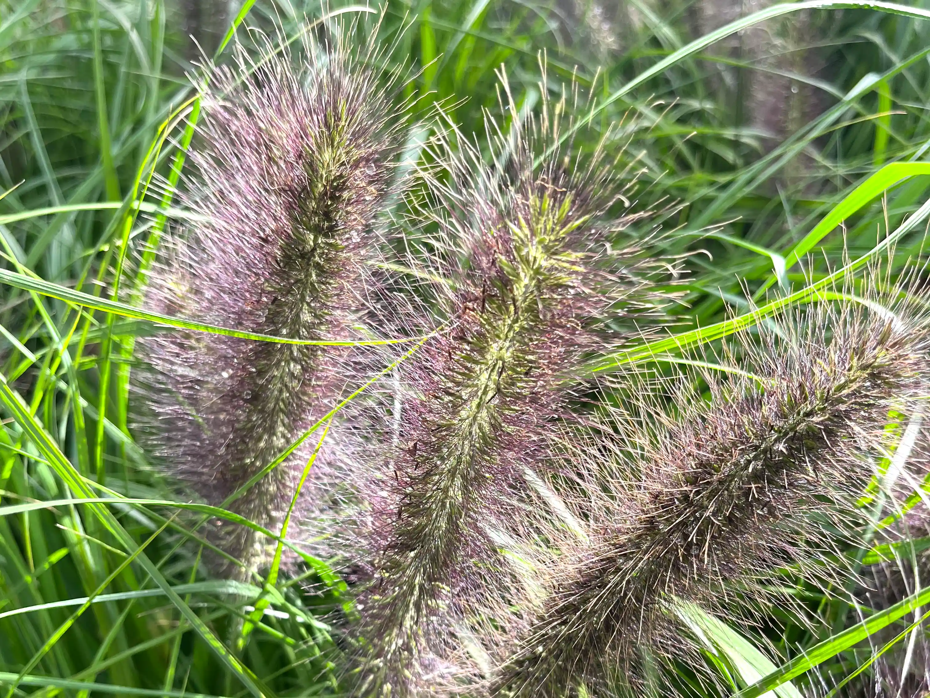 Pennisetum alopecuroides 'Moudry'