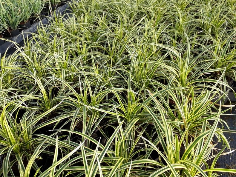 Segge Carex  foliosissima 'Vanilla Ice'