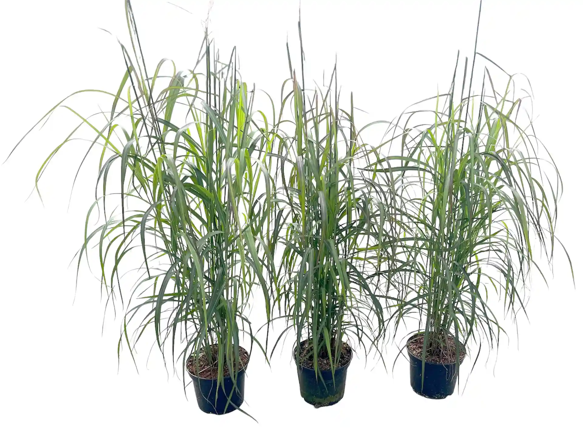Mehrere Chinaschilf Miscanthus sinensis Navajo im Topf – pflegeleichtes, aufrecht wachsendes Ziergras für Garten und Terrasse.