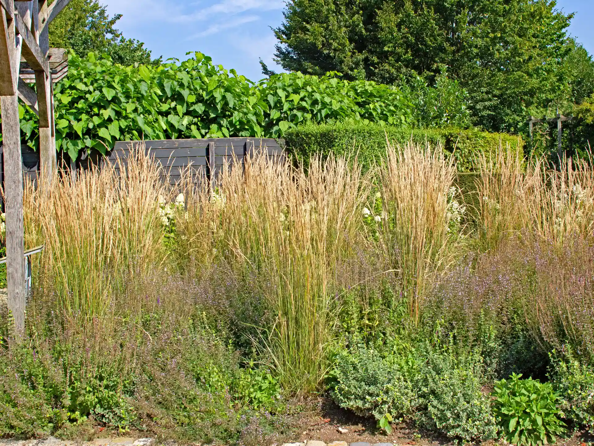 Reitgras Karl Foerster in naturnaher Beetbepflanzung mit Wildstauden.