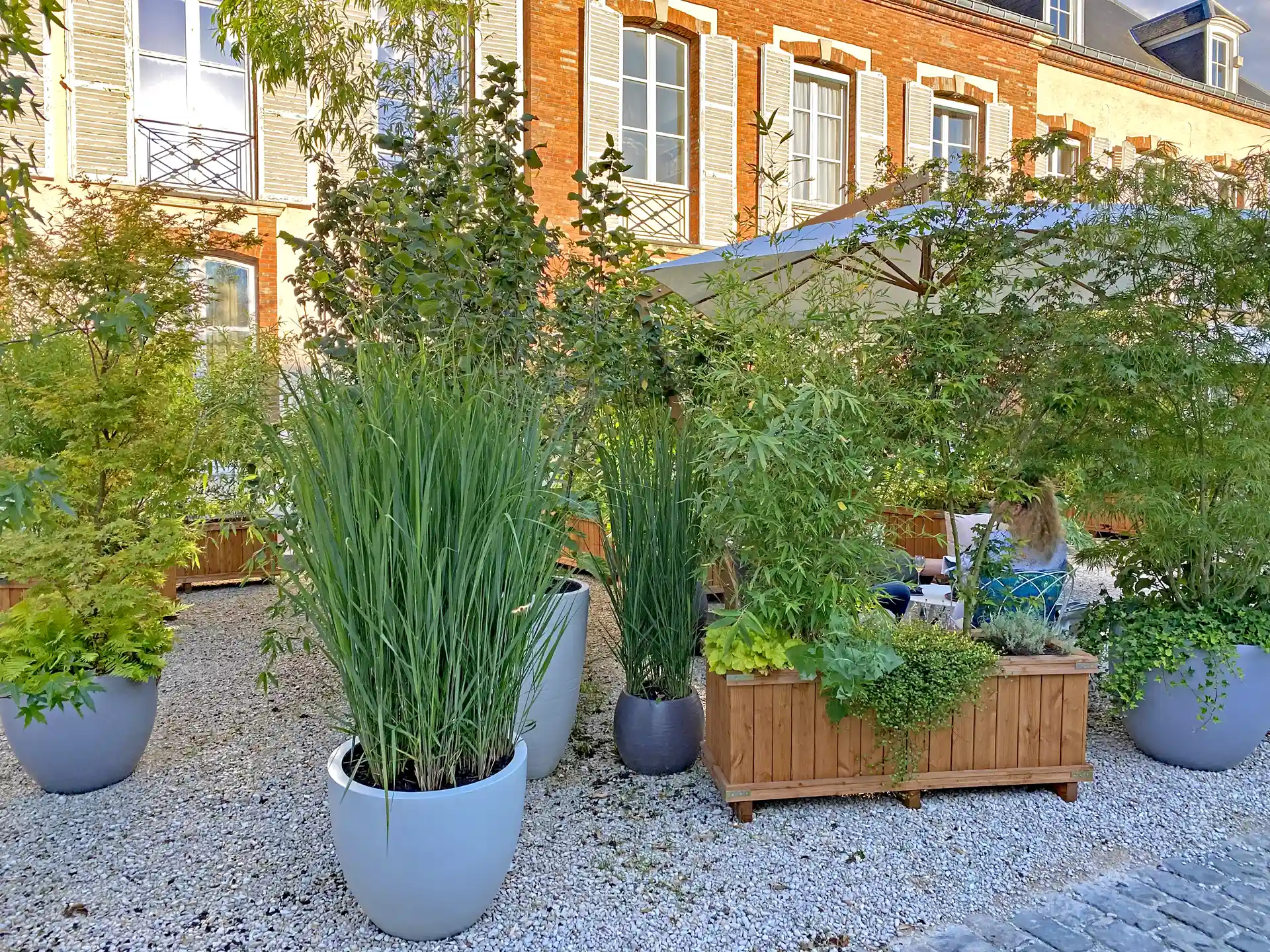 Rutenhirse Panicum virgatum Northwind im Pflanzkübel auf Terrasse vor Gebäude.