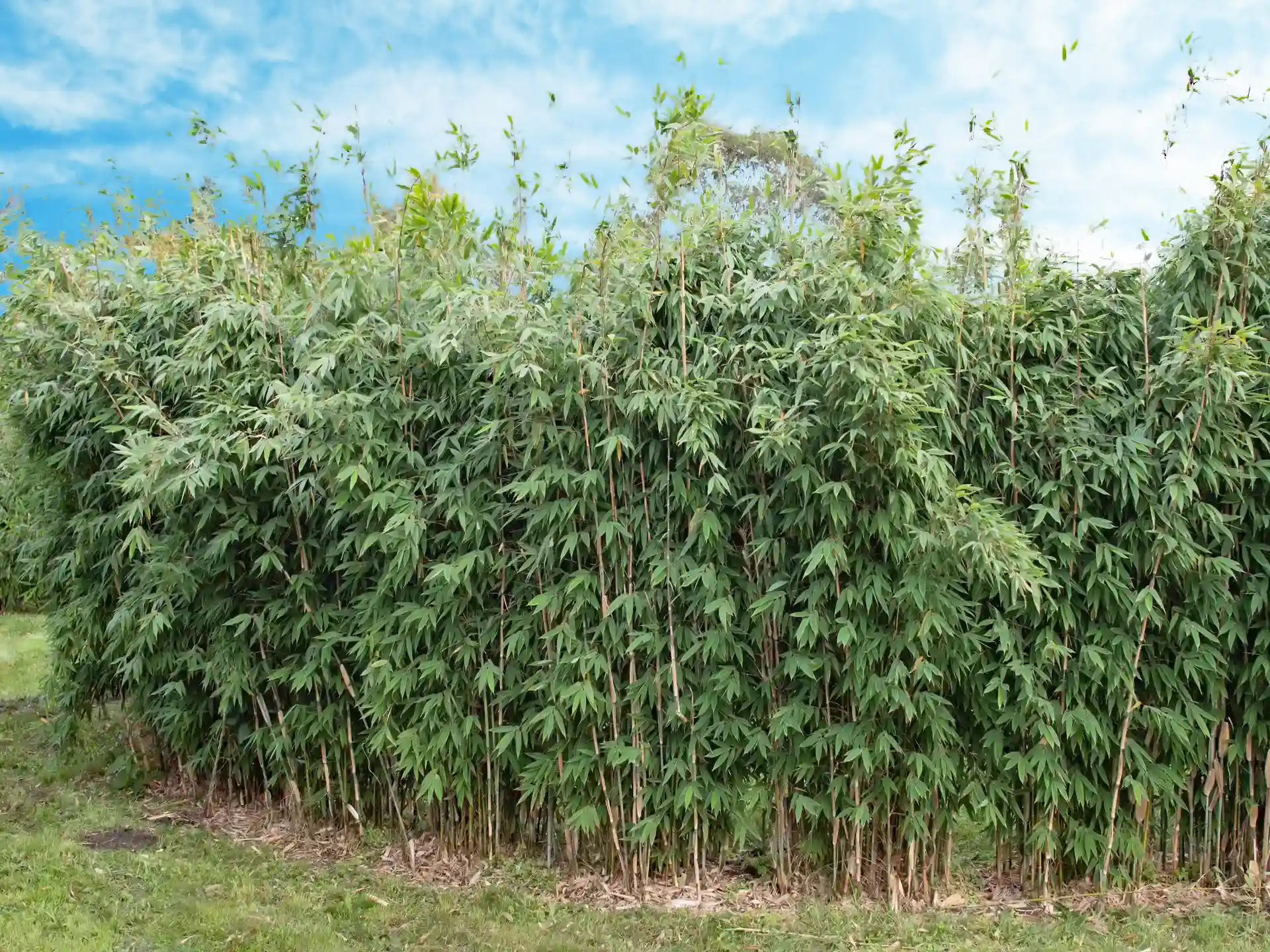Fargesia 'Maasai' Bambushecke auf Wieso mit blauem Himmel - winterharte Bambushecke mit kompaktem Wuchs, ideal als immergrüner Sichtschutz im Garten.