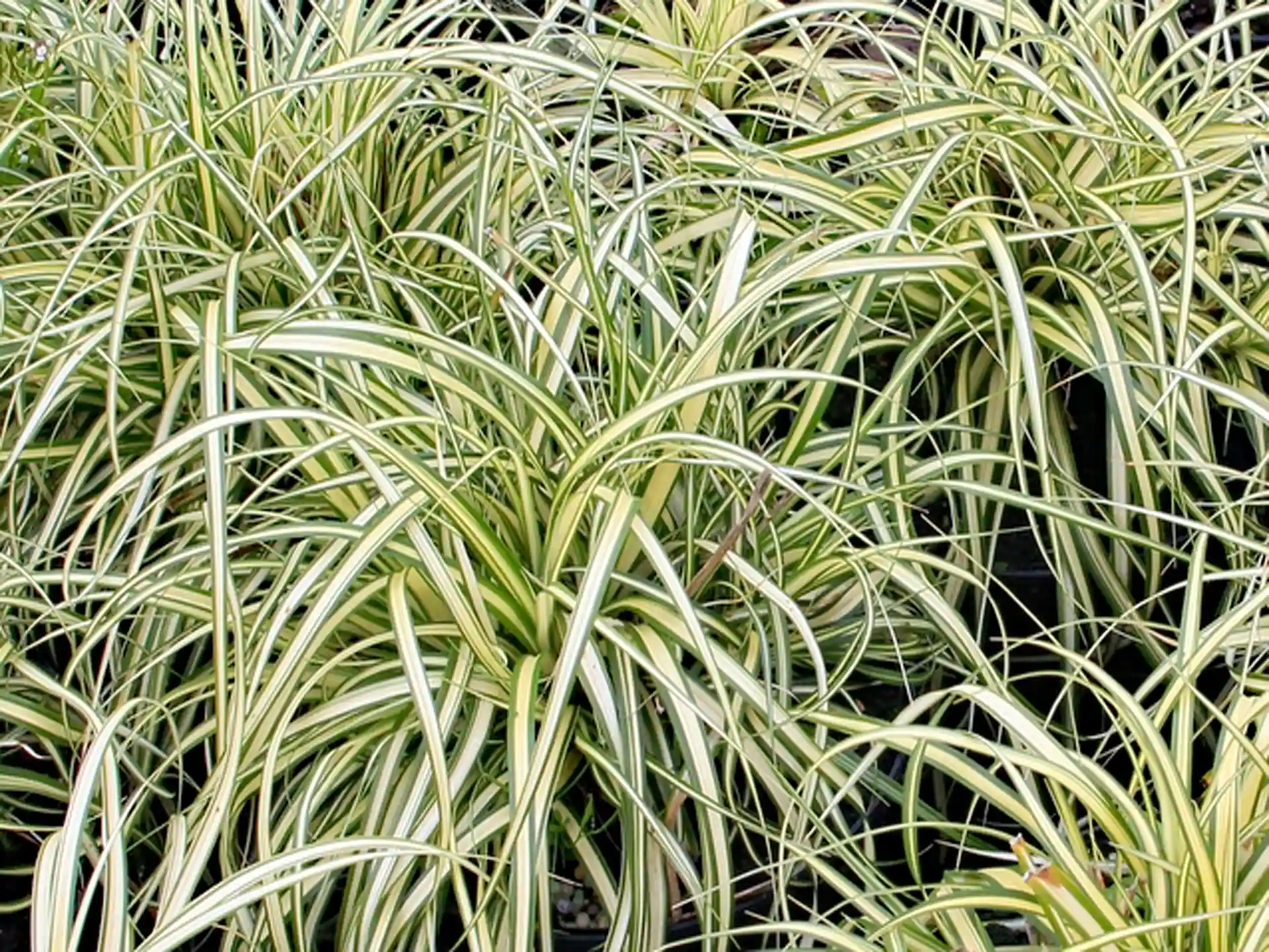 Carex Oshi Evergold in dichter Gruppenpflanzung - pflegeleicht, winterhart und strukturgebend im Beet.