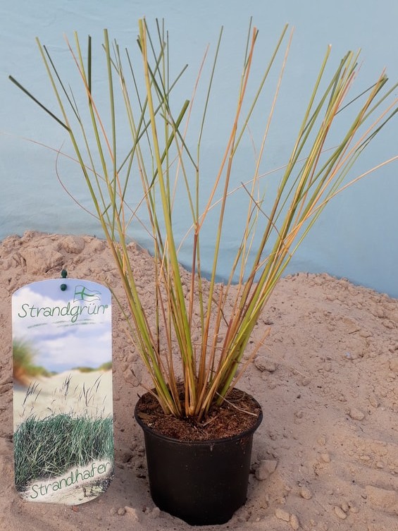 Strandhafer Ammophila arenaria Winter