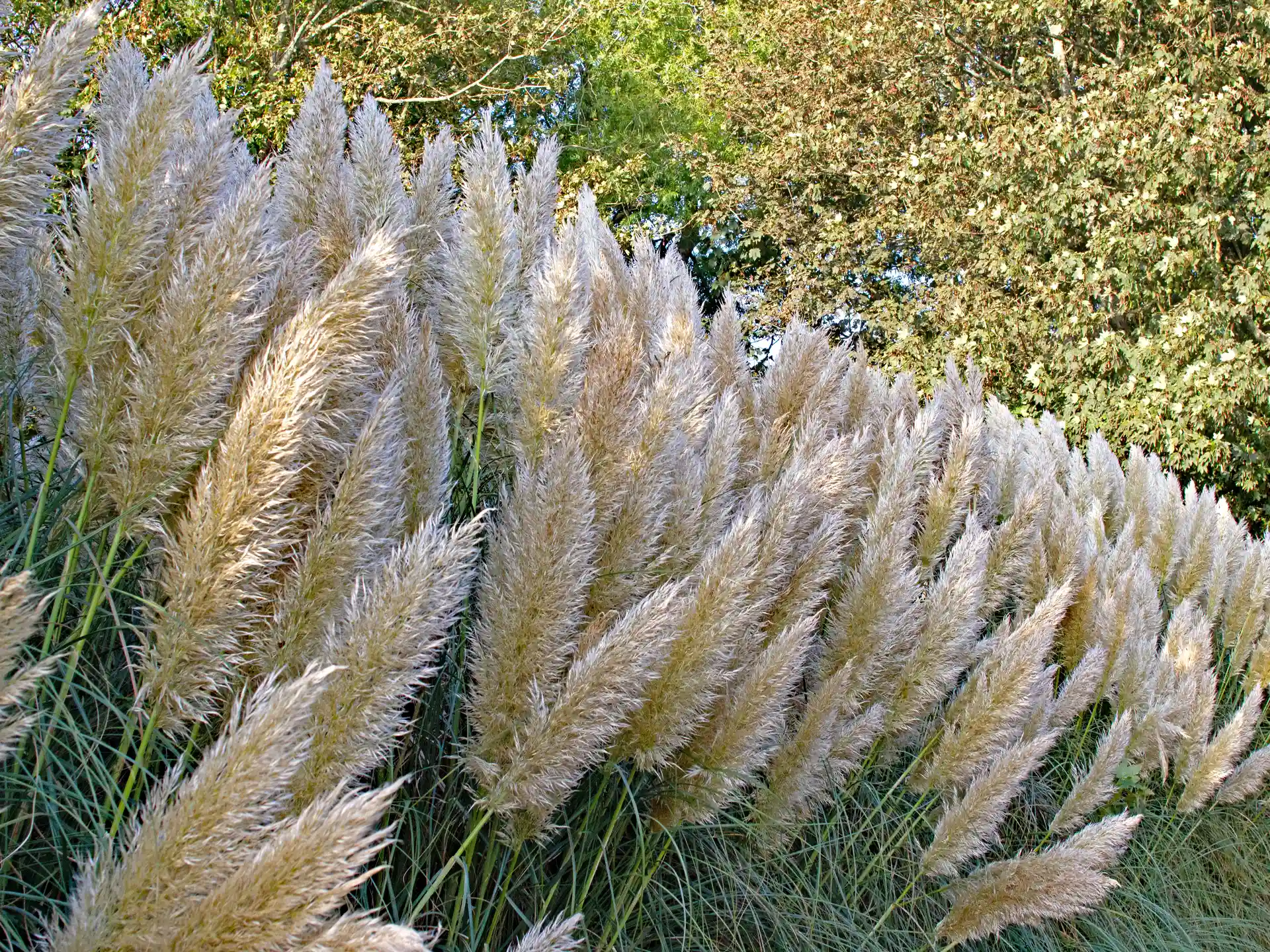 Pampasgras mit langen Halmen und cremefarbenen Wedeln im naturnahen Garten.