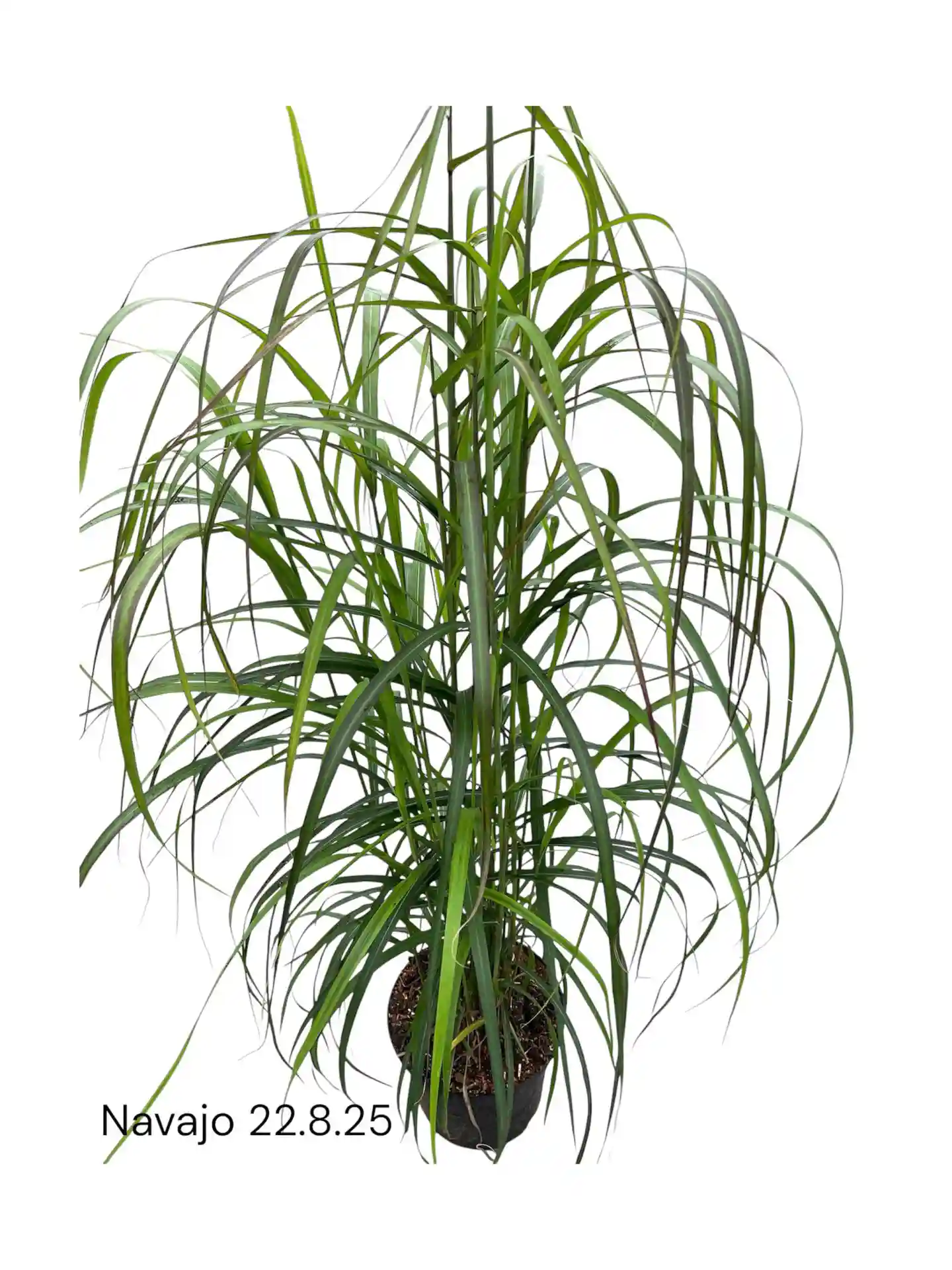 Einzelne Pflanze Chinaschilf Miscanthus sinensis Navajo auf weißem Hintergrund – ideales Strukturgras für Beete und Rabatten.