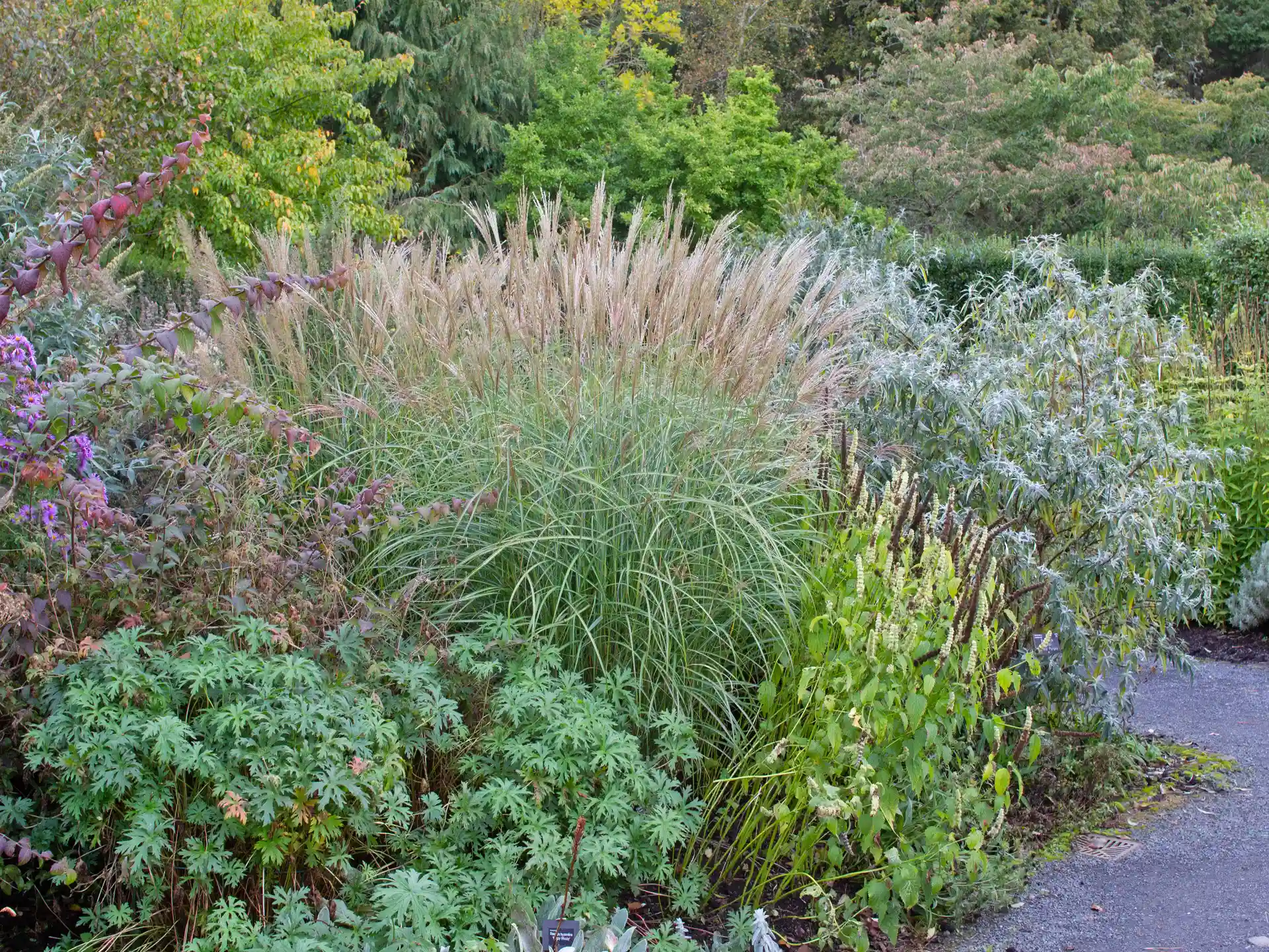 Miscanthus sinensis 'Adagio'