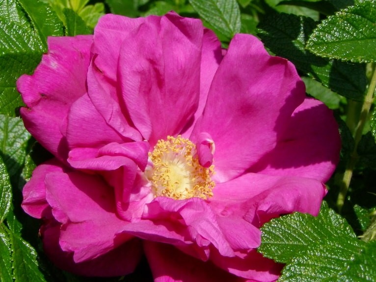 Inselrose Rosa rugosa