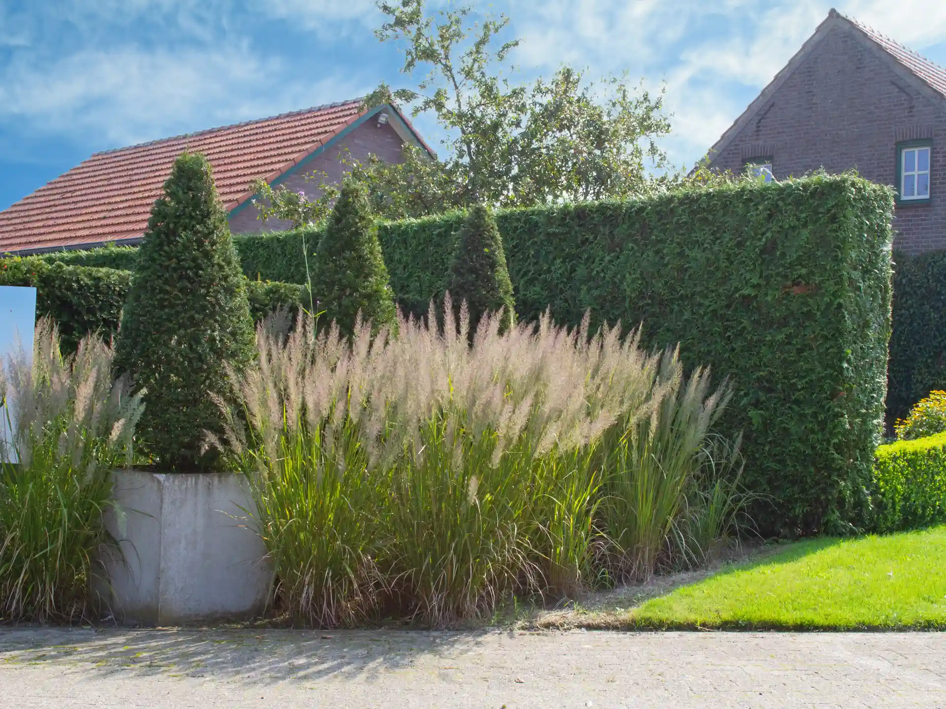 Calamagrostis brachytricha mit lockeren, silbrig-rosa Blütenrispen in modernem Vorgarten neben geschnittenen Eiben und Ligusterhecke.