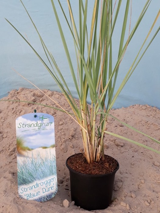 Strandroggen Leymus arenarius 'Blaue Düne'