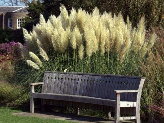 Pampasgras Cortaderia selloana Bank