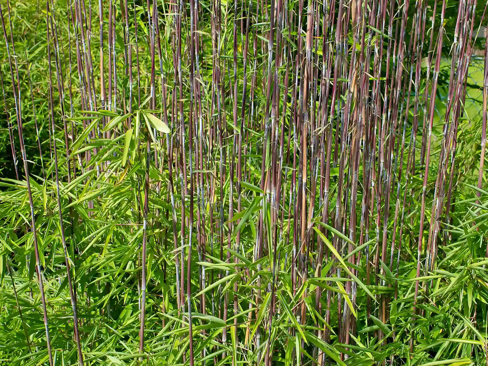 Dicht stehende, rot-violette Halme des Fargesia Volcano mit grünem Blattschopf - dekorative Bambusart für die Gartengestaltung.