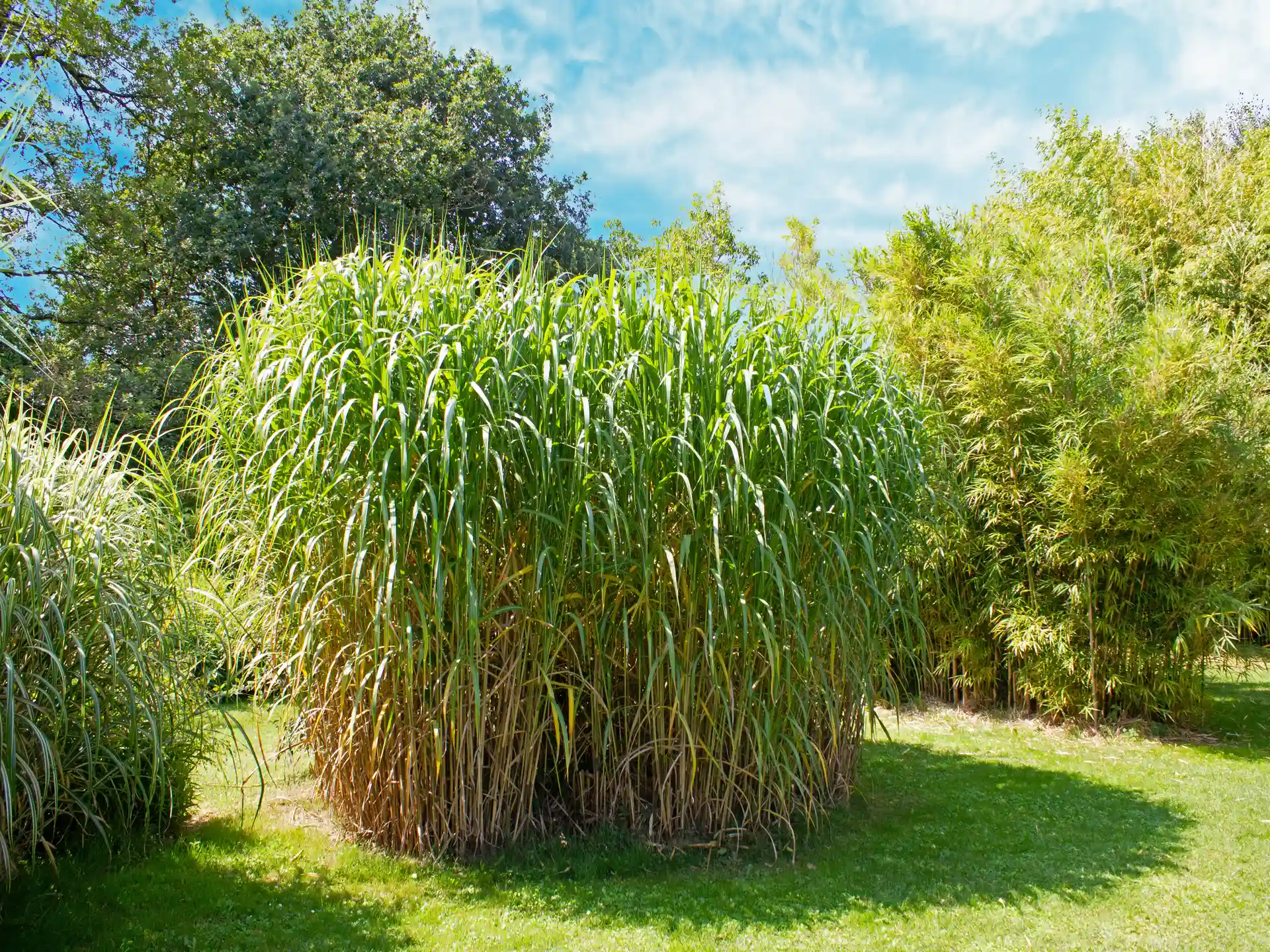 Miscanthus 'Giganteus' - Elefantengras