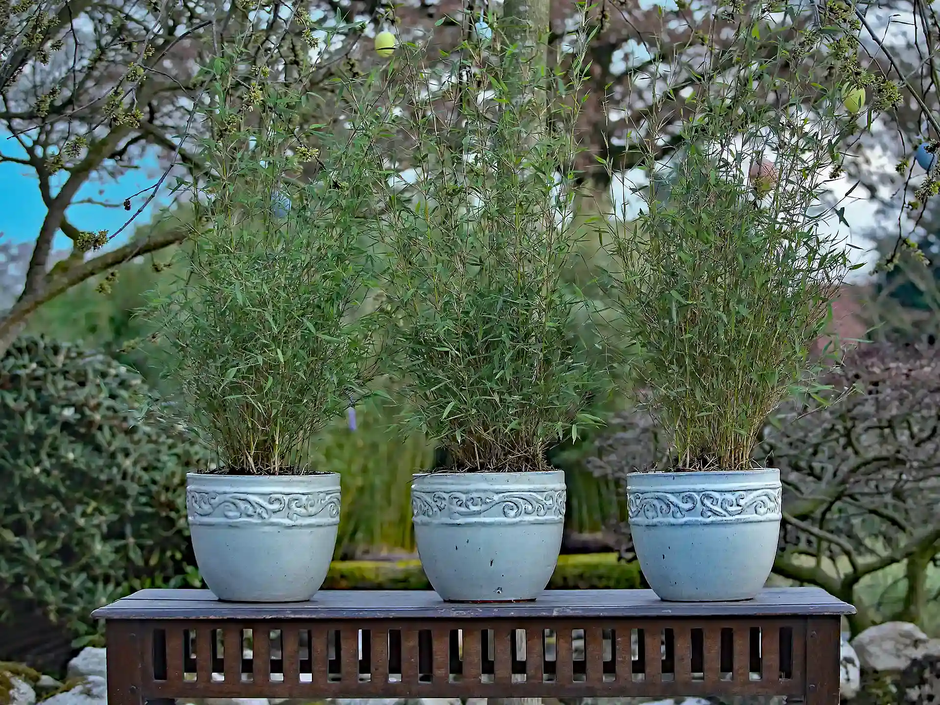 Bambus Fargesia ‘Honey Guide’ in dekorativen Pflanzkübeln auf Terrasse – winterharter Sichtschutz für Balkon und Garten.