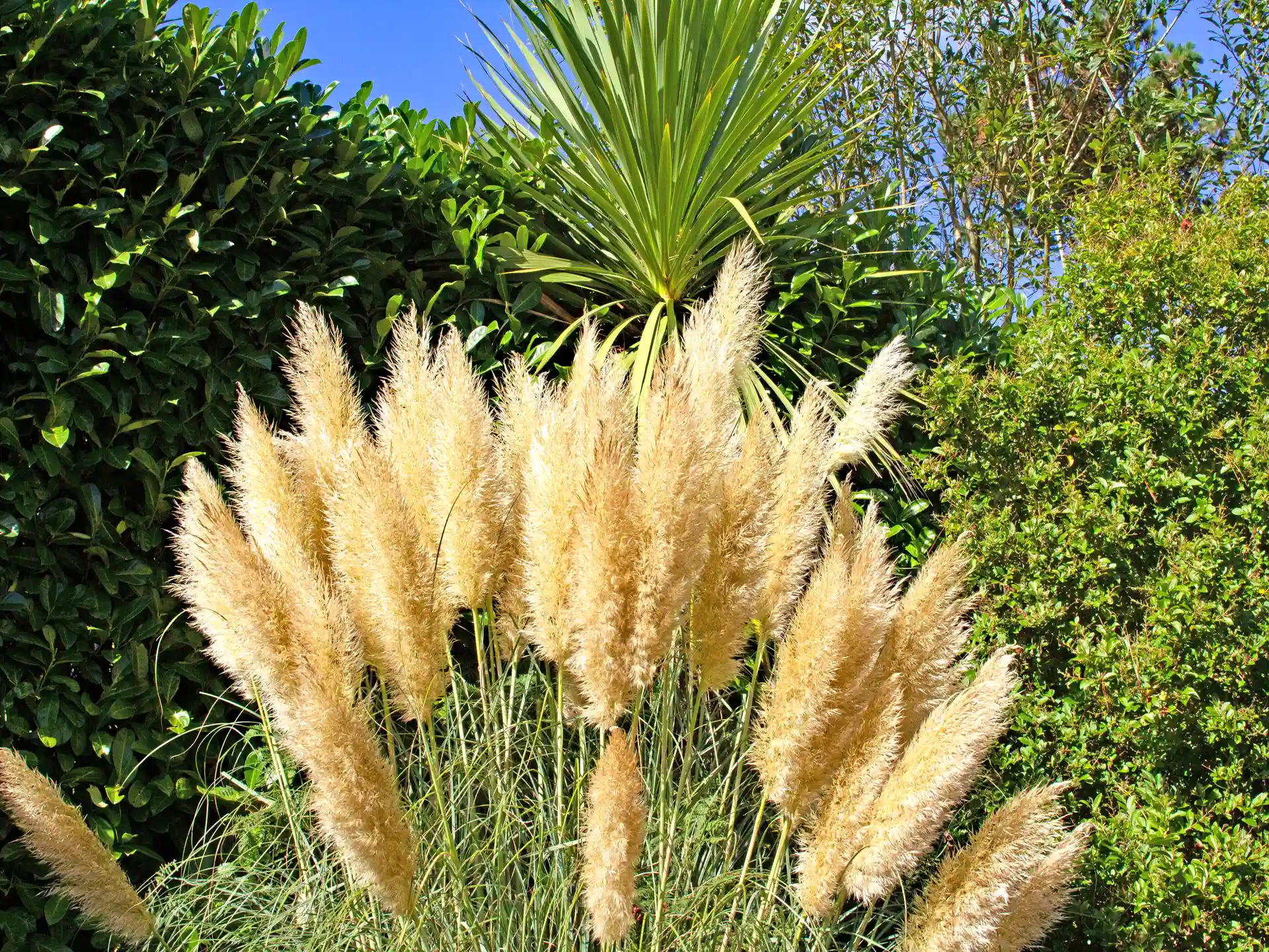Pampasgras Cortaderia selloana mit goldenen Wedeln im Garten vor grünem Buschwerk.