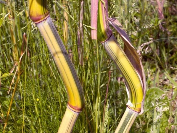 Phyllostachys aureosulcata 'Argus' 4