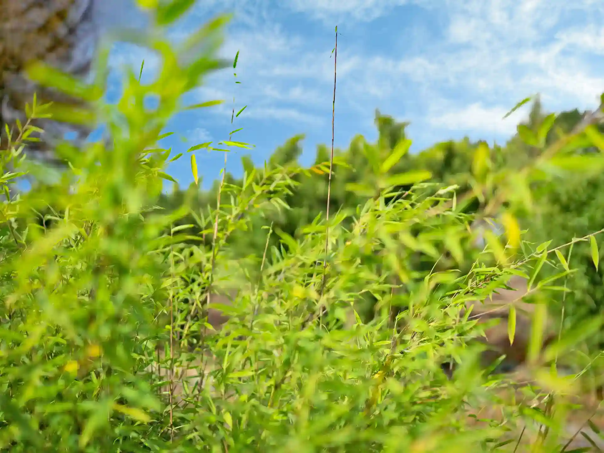 Junge, grüne Bambusblätter des Fargesia Violet Woods im Sonnenlicht - frisches Wachstum im Frühjahr.