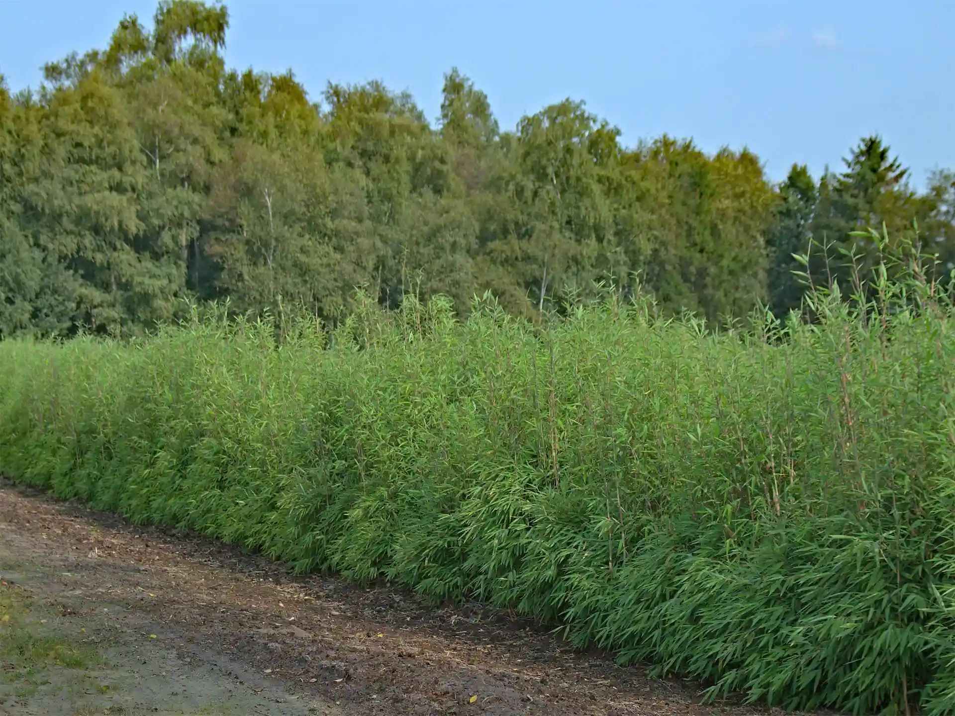 Fargesia 'Red Rhino' als Sichtschutzhecke entlang eines Feldes.