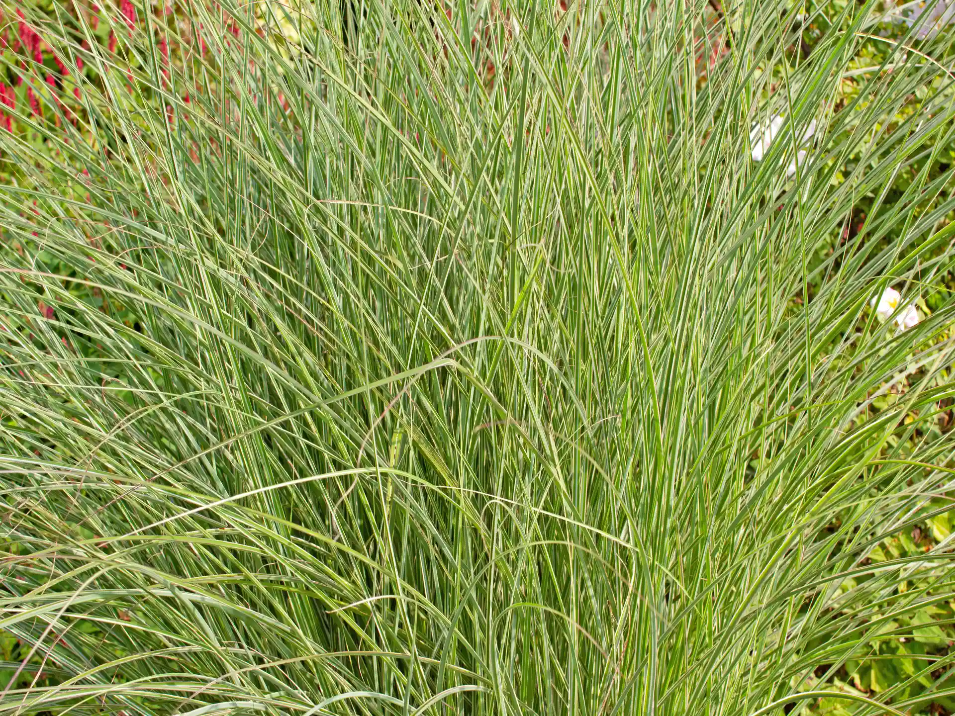 Fein strukturierte Halme von Miscnathus sinensis 'Morning Light' in dichter, aufrechter Wuchsform.