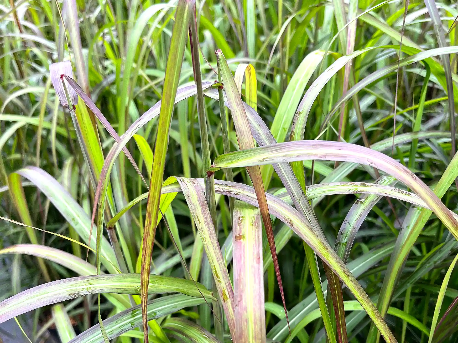 Nahaufnahme der Blätter von Chinaschilf Miscanthus sinensis Navajo – grün mit rötlicher Färbung, dekorativ und robust.