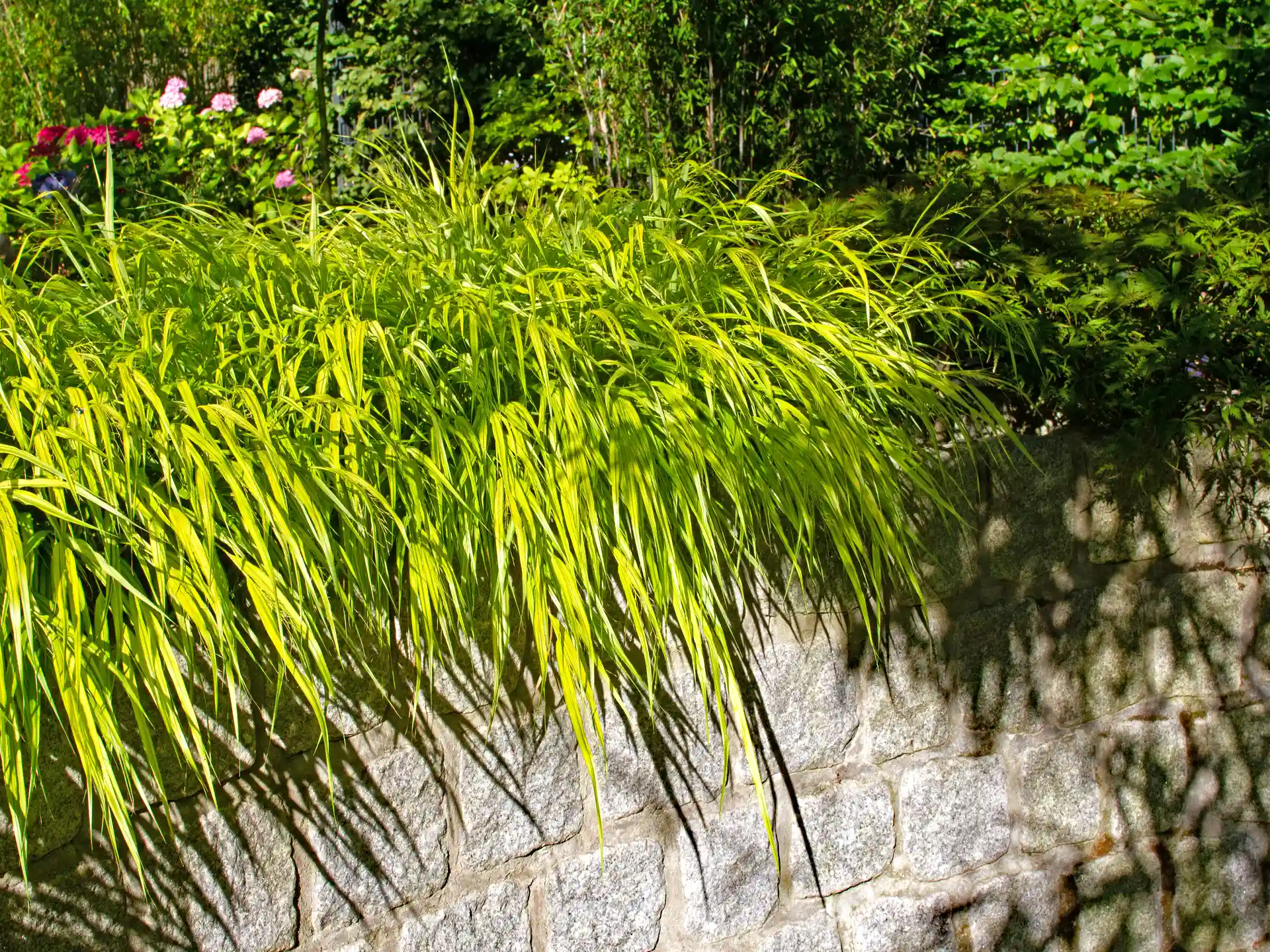 Überhängender Wuchs von Hakonechloa macra an einer Natursteinmauer im lichten Schatten