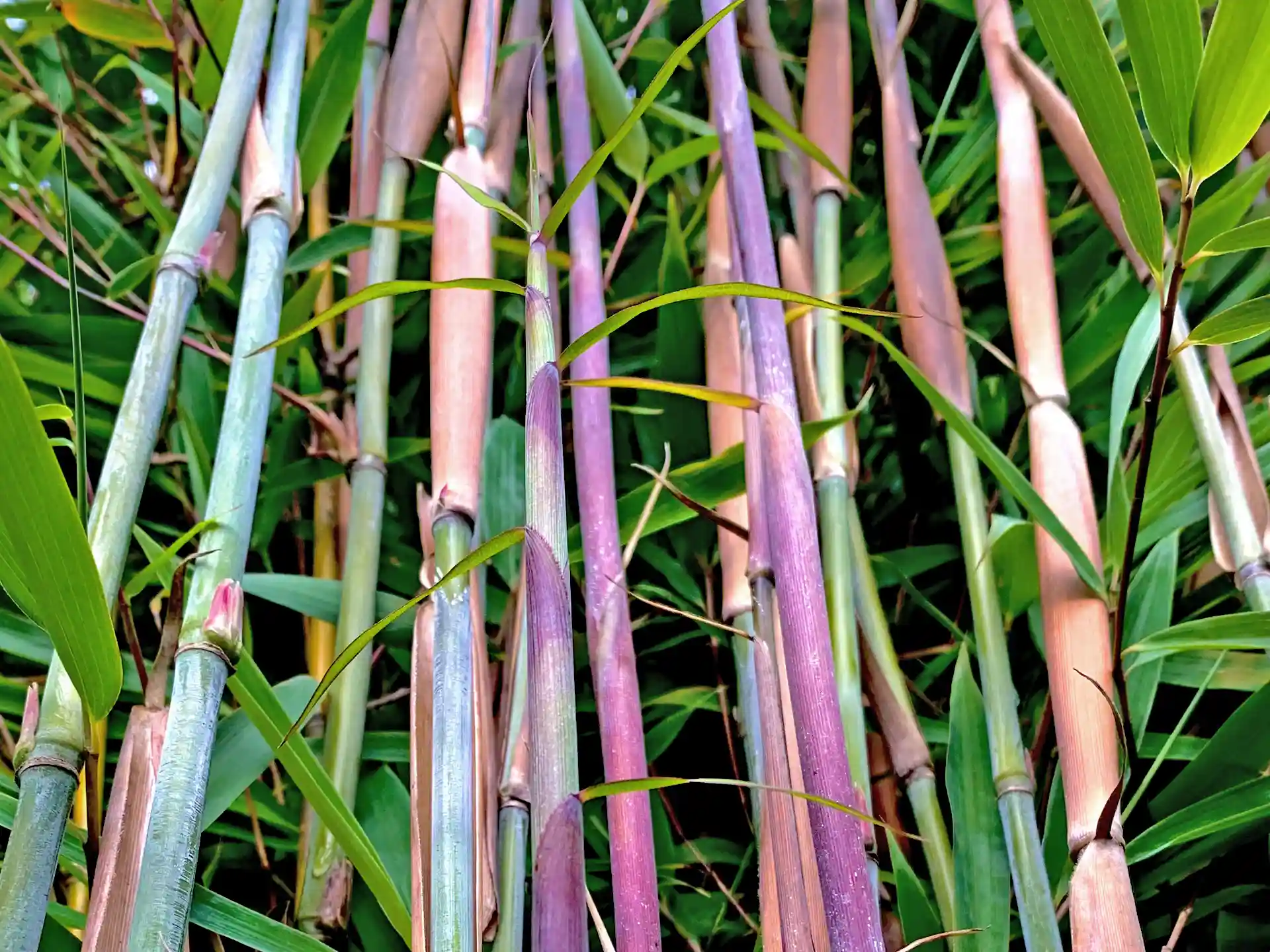 Detailaufnahme der bunten Halme von 'Windweaver' - exotisches Highlight für den Garten.