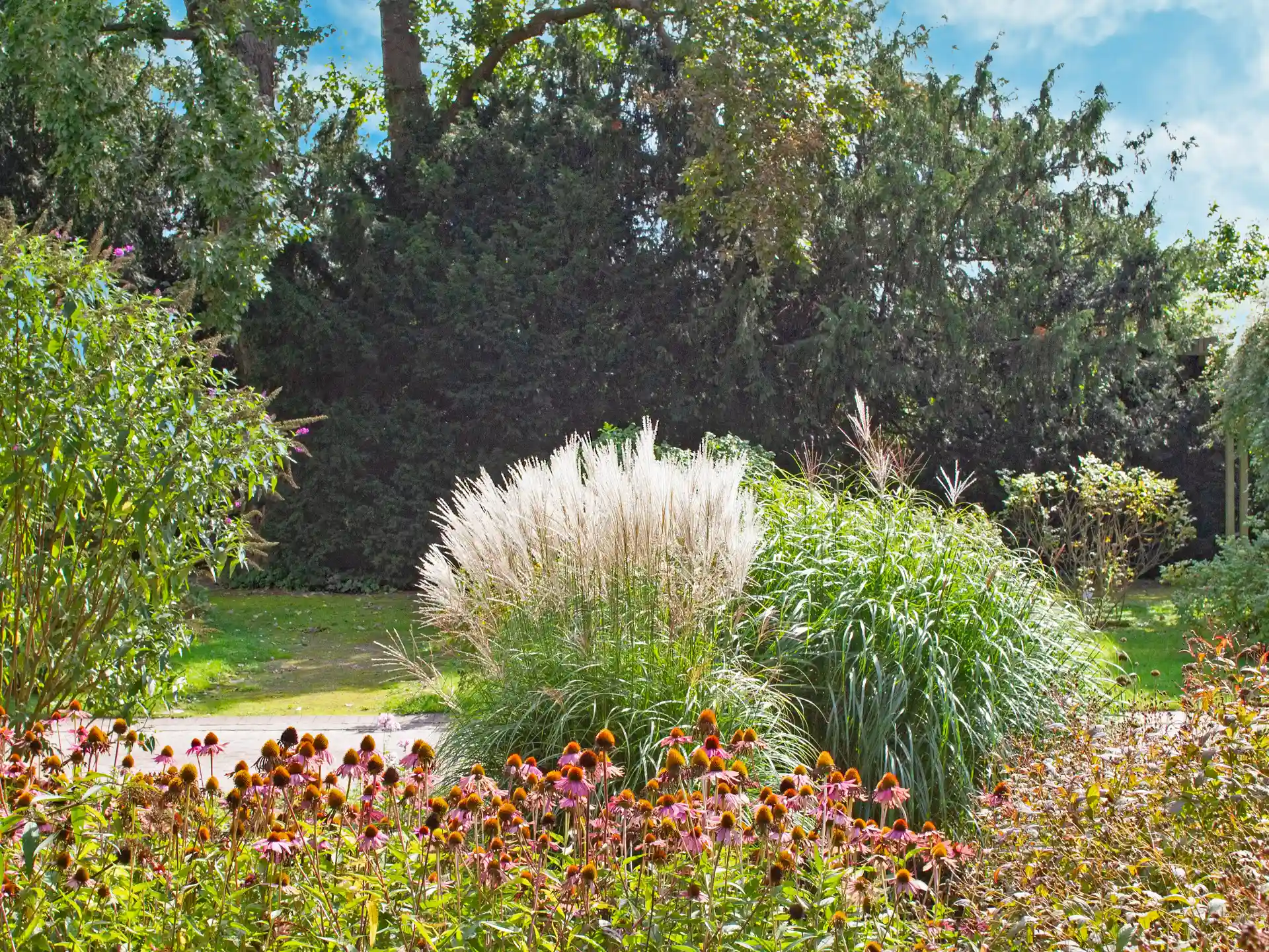Miscanthus sinensis 'Kleine Fontäne' mit weißen Rispen im Gartenbeet.