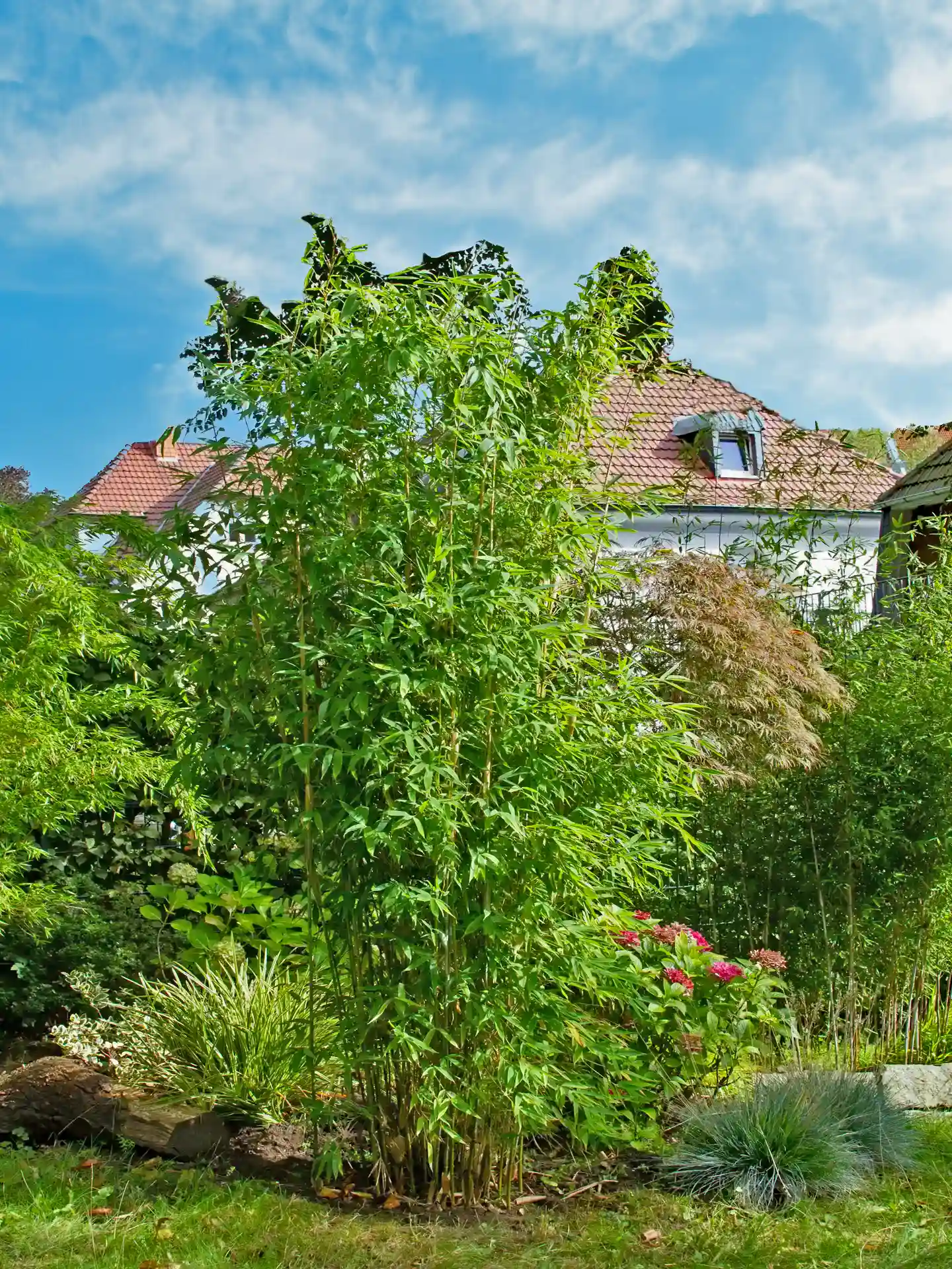 Bambus Fargesia 'Maasai' im Garten mit Haus im Hintergrund - kompakter Zierbambus für kleine Gärten und Vorgärten, robust und winterhart.