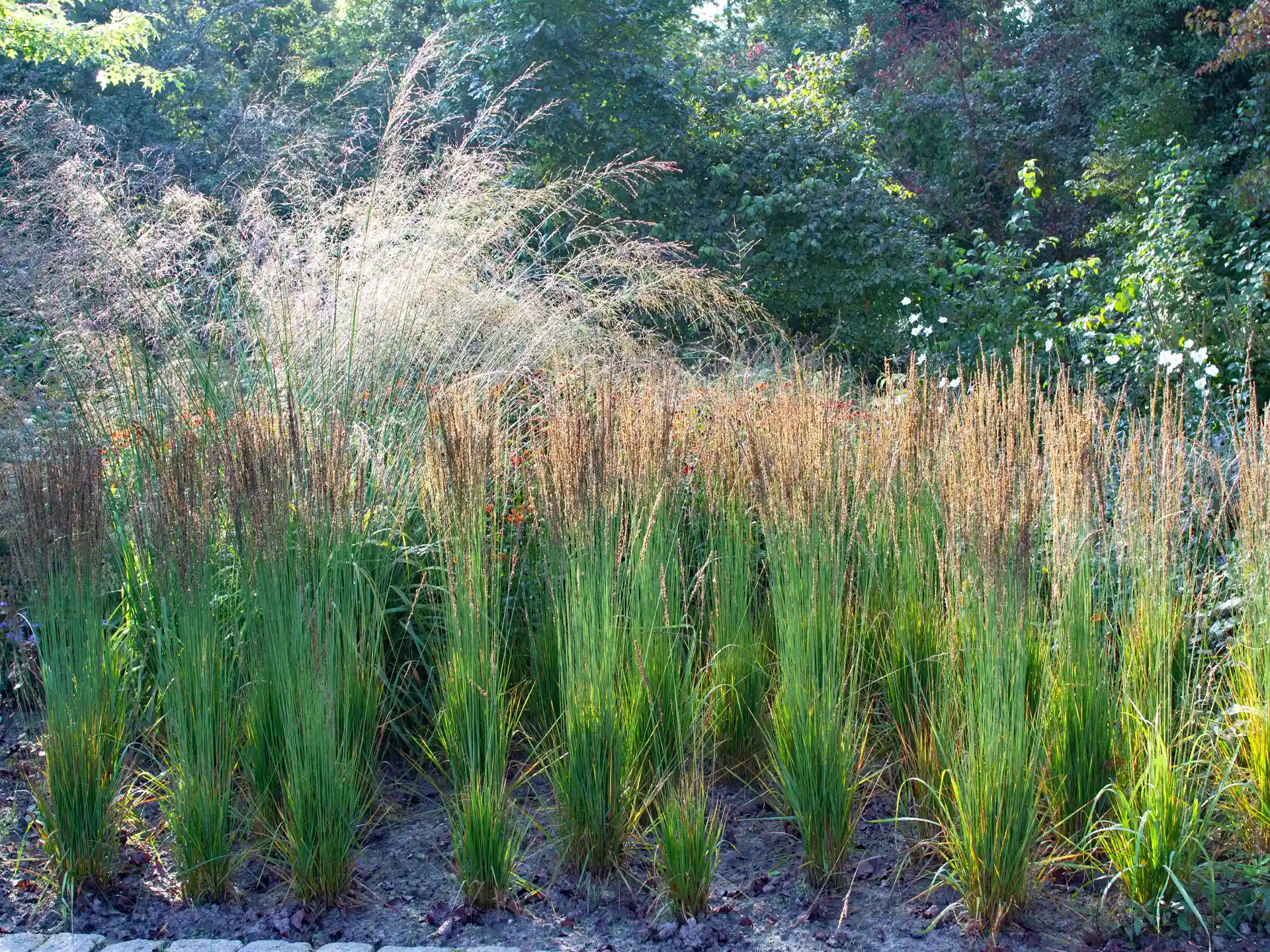 Pfeifengras Moorhexe mit filigranen Halmen im Staudenbeet, leicht bewegt im Wind.