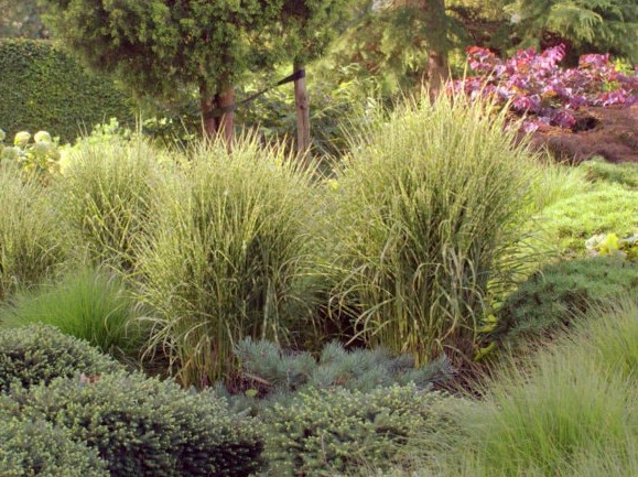 Chinaschilf Miscanthus sinensis 'Gold Bar'