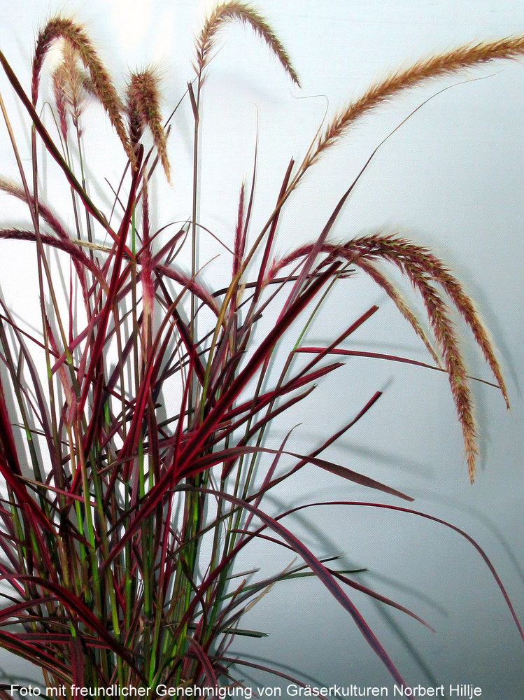 Pennisetum x advena Fireworks