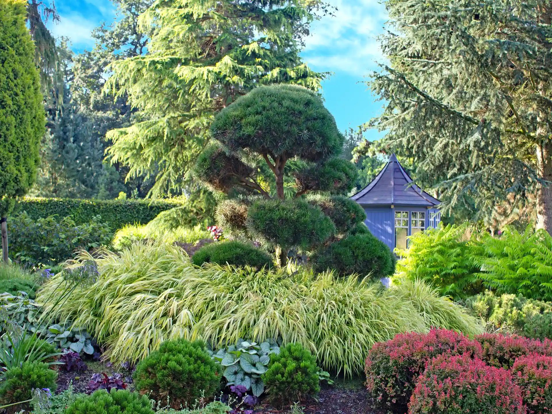 Japanisches Waldgras Hakonechloa macra als üppige Bepflanzung am Rand eines Formschnittgartens mit Nadelgehölzen.