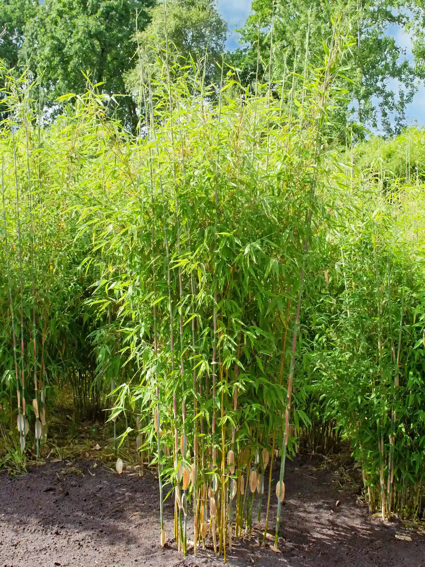 Bambus Fargesia 'Marabu' in Totalaufnahme - dicht gewachsene Pflanze als Sichtschutz mit frischem Laub, ideal für Garten und Hecke.