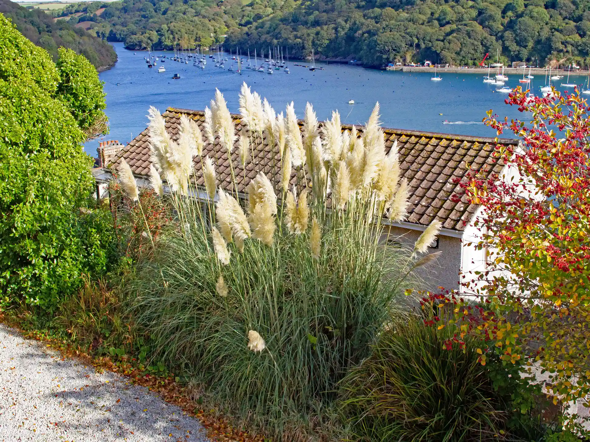 Pampasgras mit weißen Blütenwedeln am Hang mit Seeblick und grünem Garten.