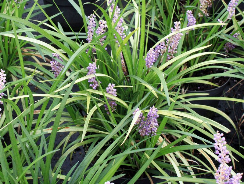 Lilientraube Liriope muscari 'Big Blue'