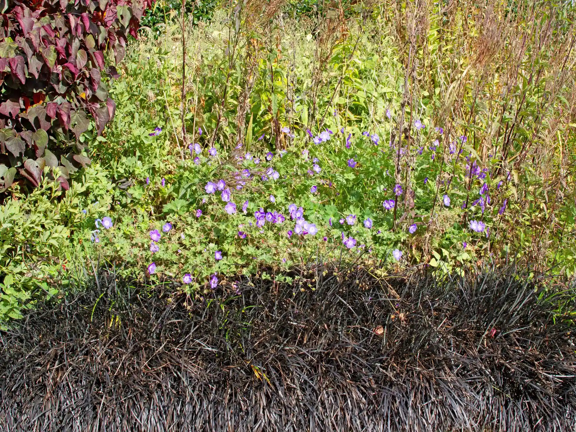 Schwarzer Schlangenbart 'Nigrescens' in Kombination mit blühenden Stauden im Gartenbeet.