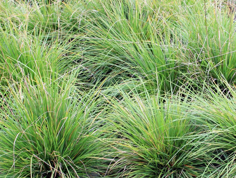 Deschampsia cesp. Goldschleier